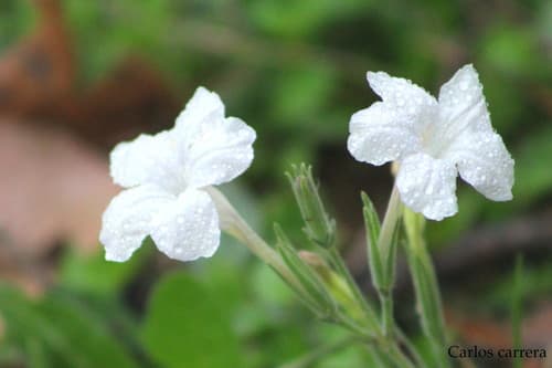 Metz's ruellia