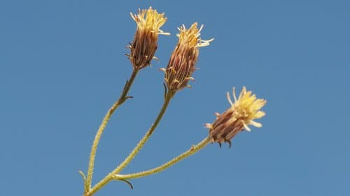 Arrow-leaf