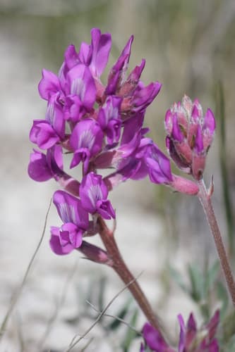 Lambert's Locoweed