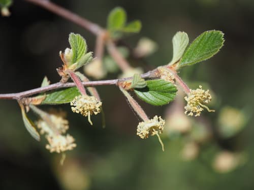 Birchleaf Mountain Mahogany