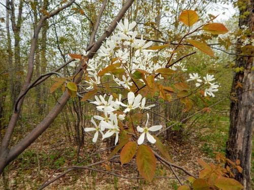 Smooth Shadbush