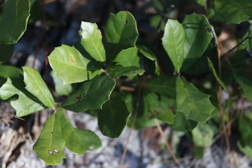 Dwarf Live Oak