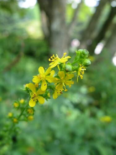 Hairy Agrimony