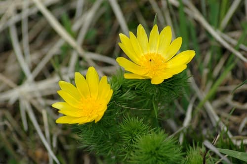 Spring Adonis