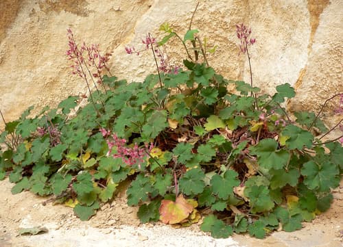 Pink Alumroot