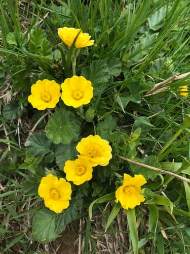 Alpine avens