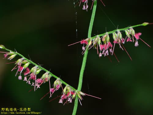 Awned Panick Grass