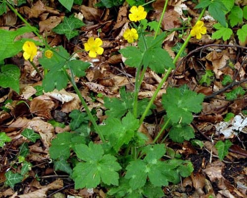 Woolly Buttercup