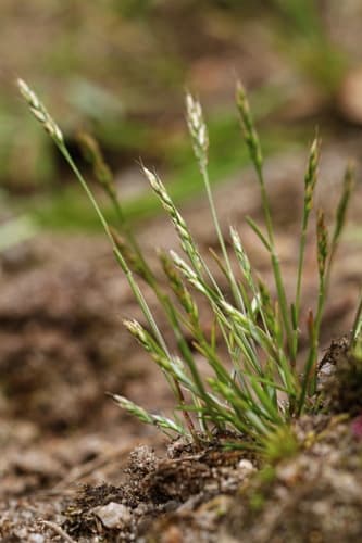 early hair grass