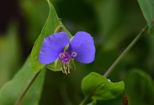 False dayflower