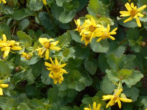 Fremont's Ragwort