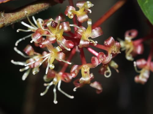 Bearded Smilax