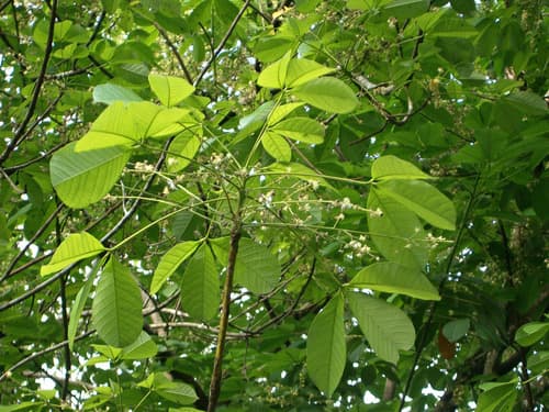 Rubber Tree