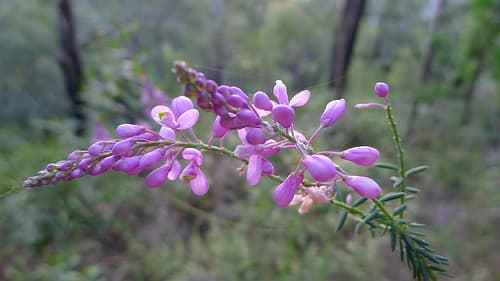 Pink Matchheads Bonsai