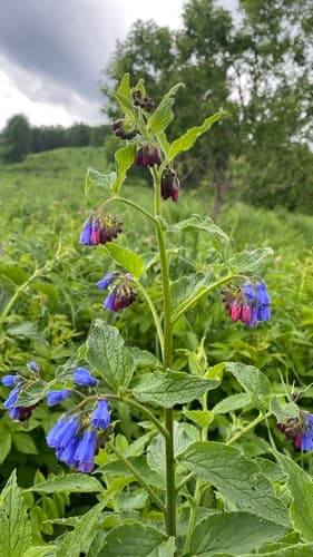 Rough Comfrey