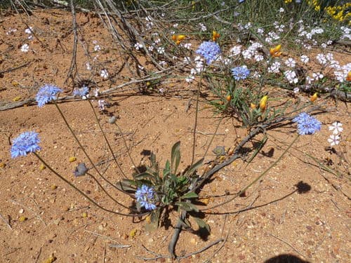 Blue Pincushion