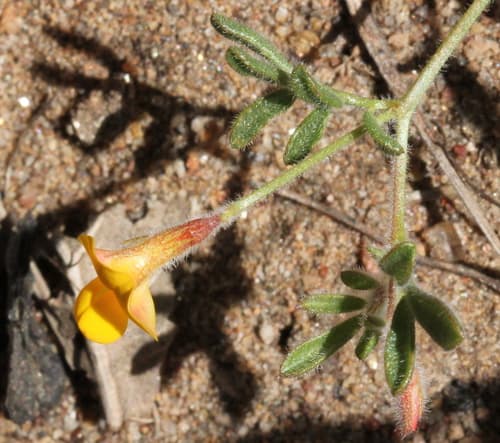 Strigose Lotus