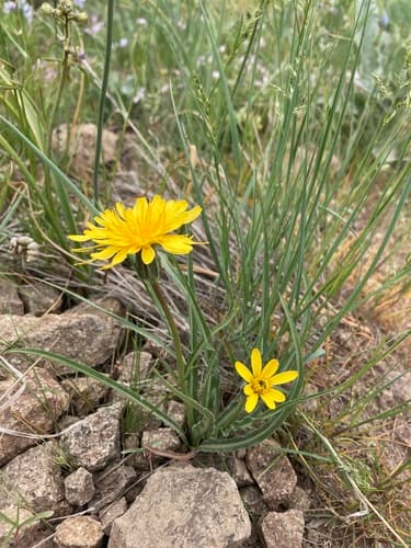 Sagebrush False-Dandelion Bonsai