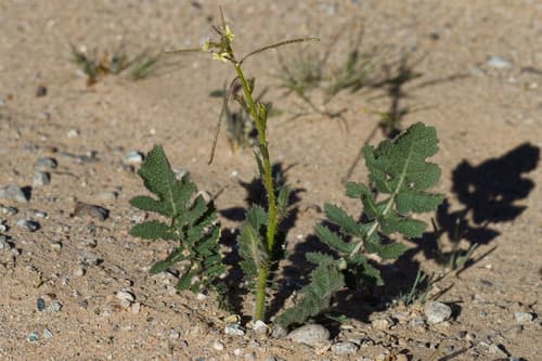 Saharan Mustard