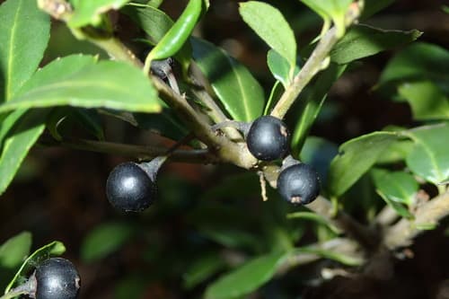 Japanese Holly Bonsai