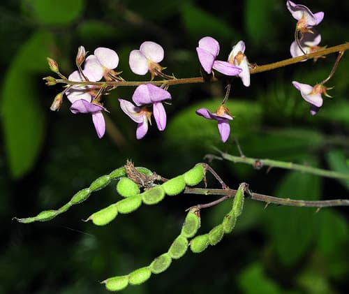 Creeping Beggarweed