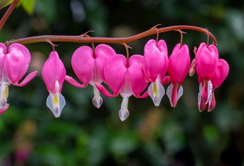 Asian Bleeding-heart