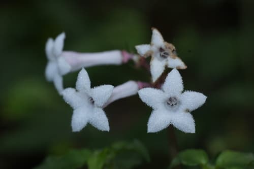 Japanese Ophiorrhiza