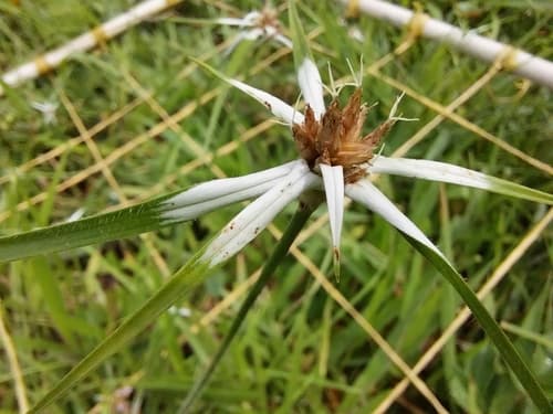 yerba de estrella