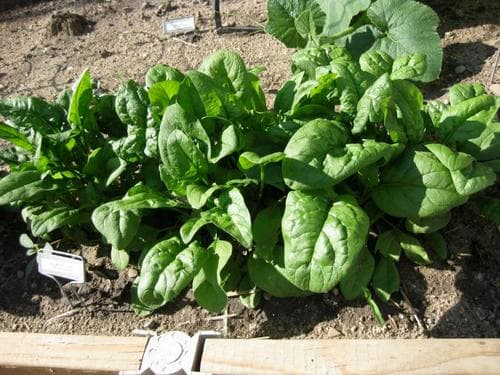 Spinach