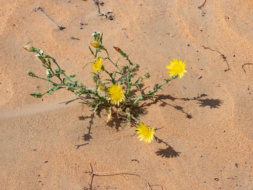 Launaea mucronata