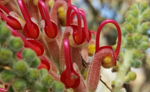 Scarlet Grevillea