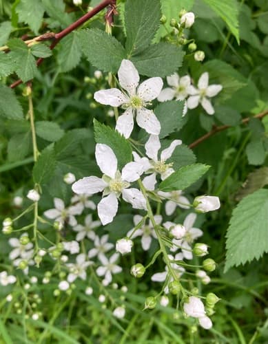 Smooth Blackberry