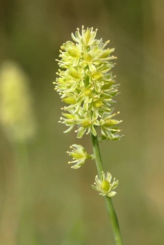 False Asphodel