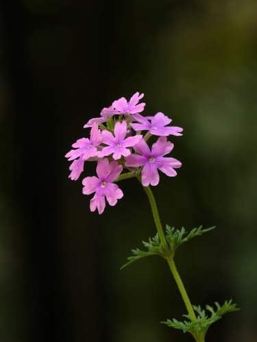 Moss Verbena