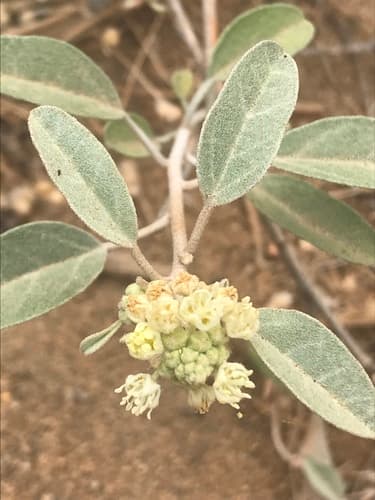 California Croton