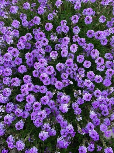 Rose Vervain