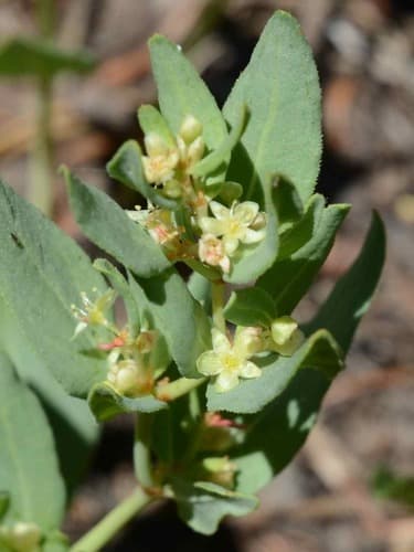 Davis' knotweed