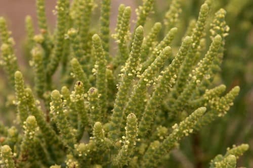 Iodinebush