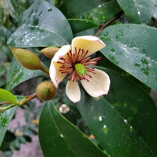 banana-shrub