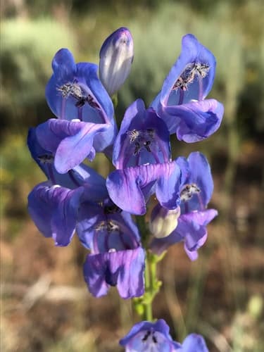 Rocky Mountain Beardtongue