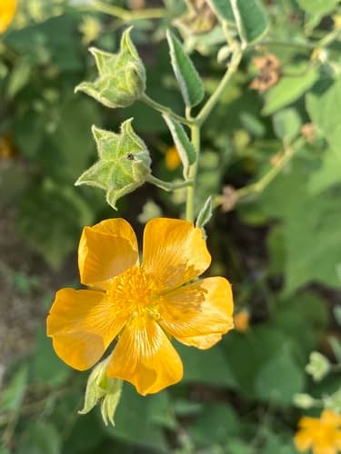 Velvet-leaf Mallow