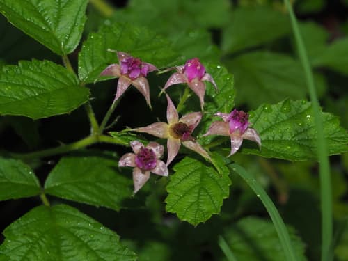 Small-leaf Bramble Bonsai