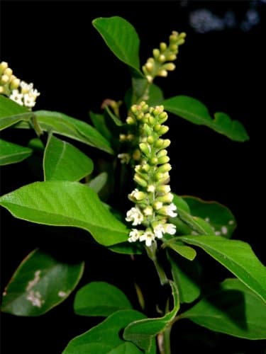 Berlandier's Fiddlewood