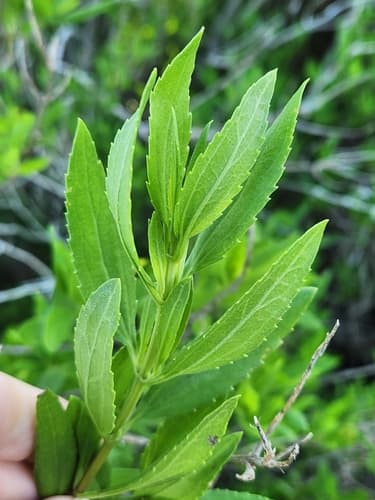 Marsh Elder