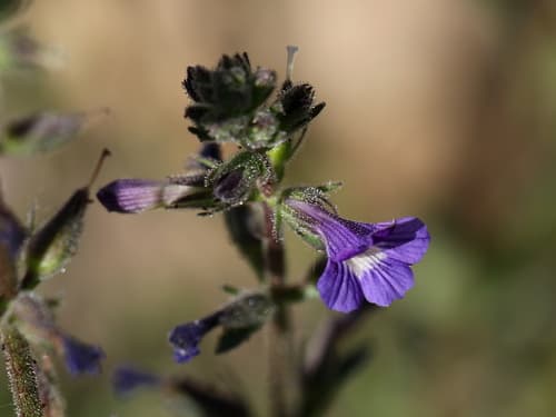 Purple Stemodia