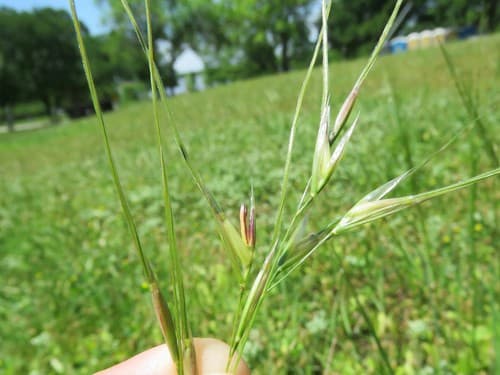 Texas winter grass