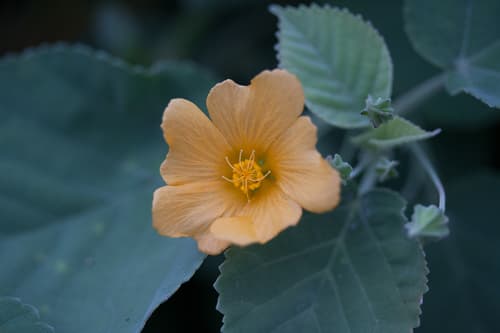 yellow ʻilima