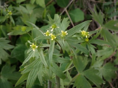 Woodland Buttercup