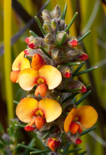 Showy Parrot-Pea