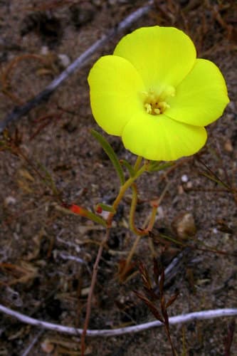 Mojave Suncup